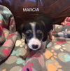 Marcia