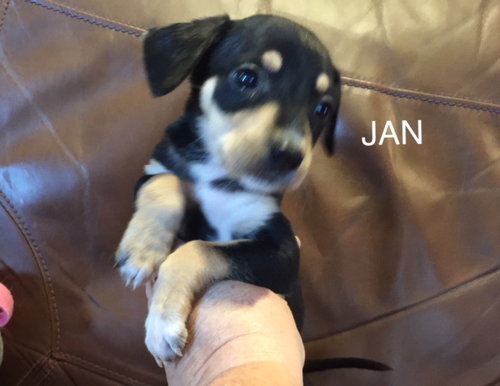 Jan