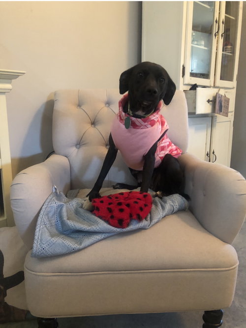 Ozzie Ann