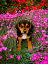 Phoebe BH
