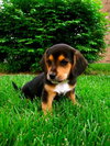 Phoebe BH