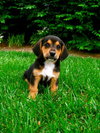Phoebe BH