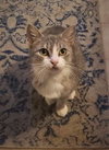 Kitty