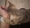 Kitty