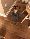 Bella