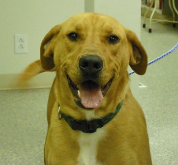 Chester - CCAH
