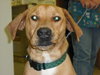 Chester - CCAH