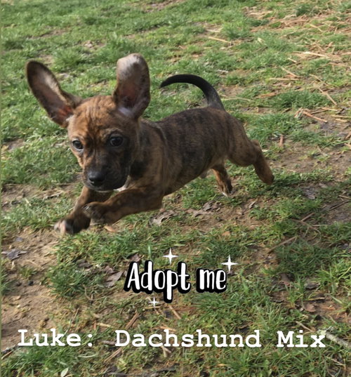 Luke
