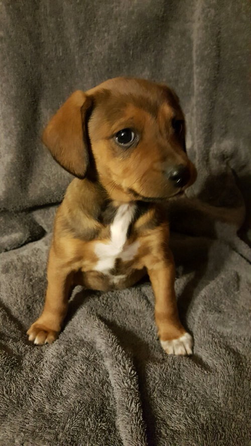 Belle