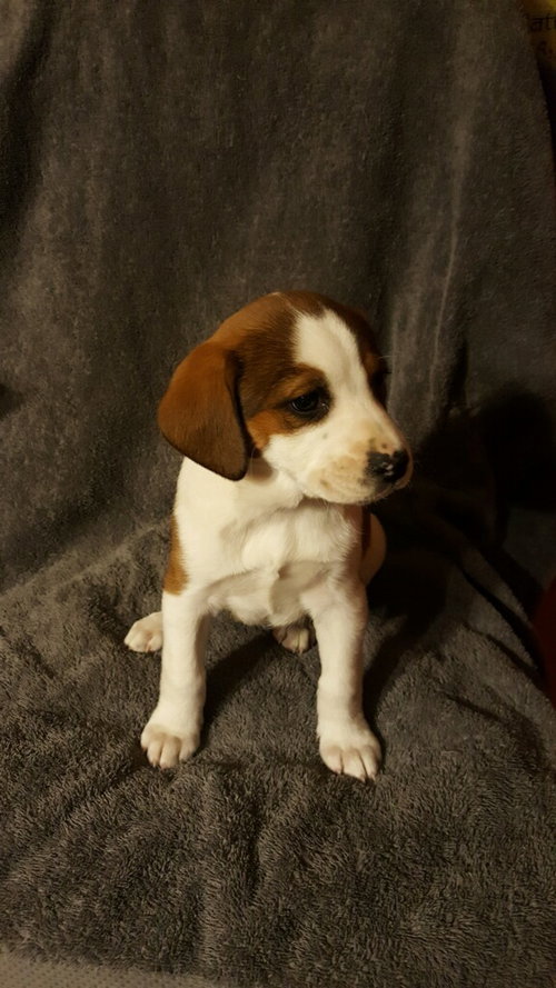 Pepper