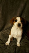 Pepper
