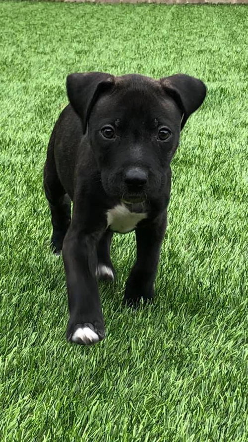 Ringo
