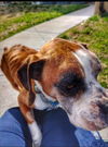 Hank