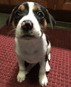 Rosie