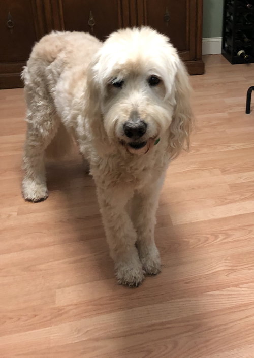 Rocky Doodle Doo