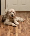 Rocky Doodle Doo