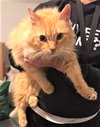 Piper