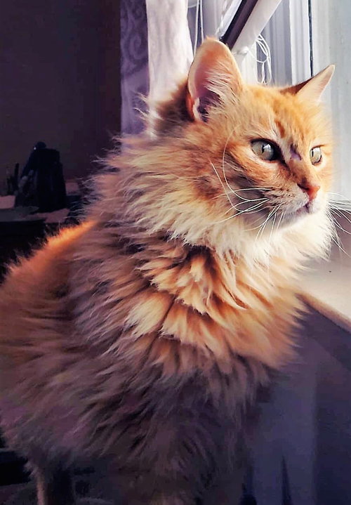 Piper