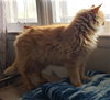 Piper