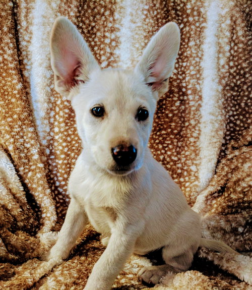 Pippa