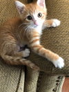 Harper