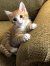 Harper