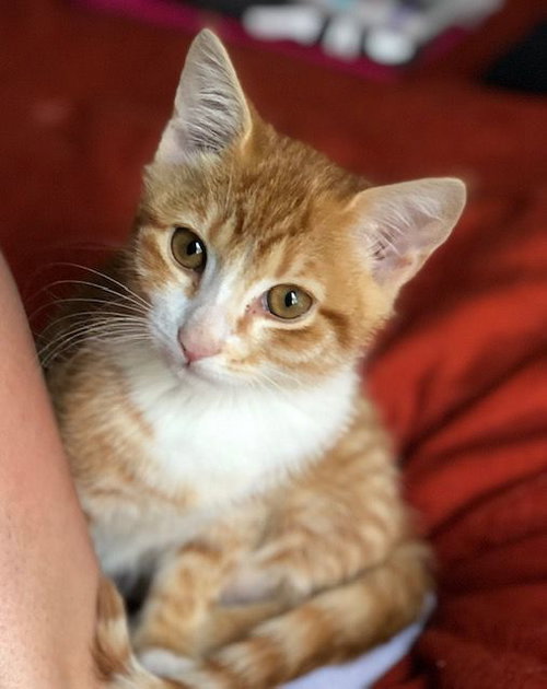 Harper