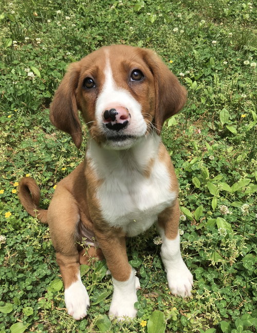 Cooper