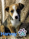 Harvey