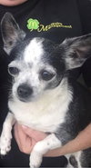 Frankie