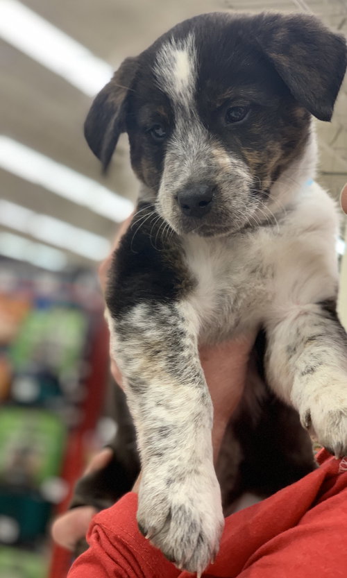 Pepper