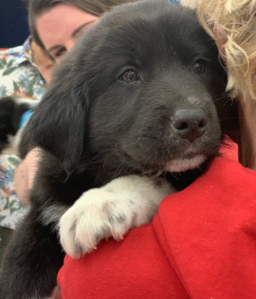 Biscuit