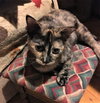 Tori