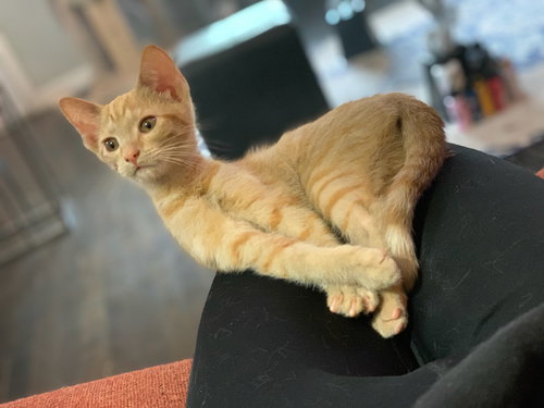 Frankie