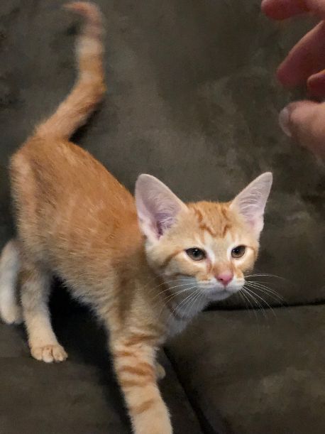 Wilhelm
