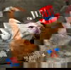 Wilhelm