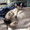 Figaro