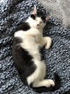 Figaro