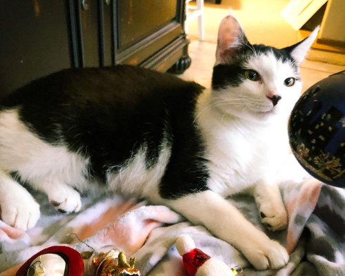 Figaro