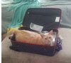 Rupert