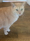 Rupert