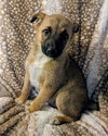 Hazel