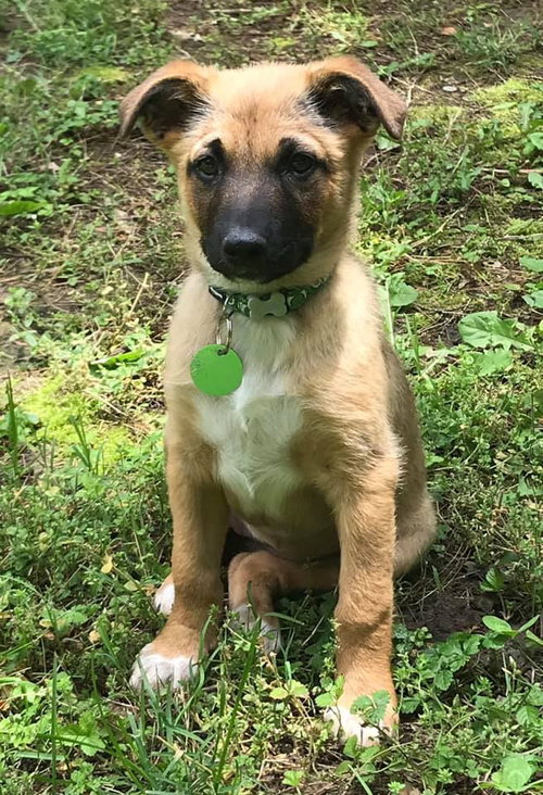Hazel