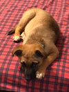 Hazel