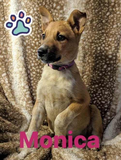 Monica