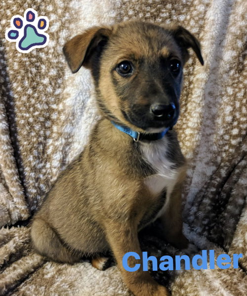 Chandler