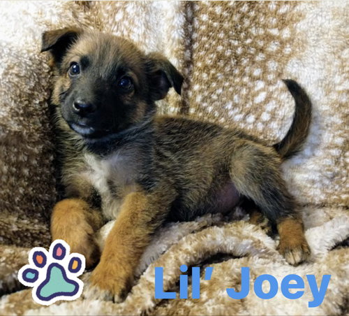 Joey