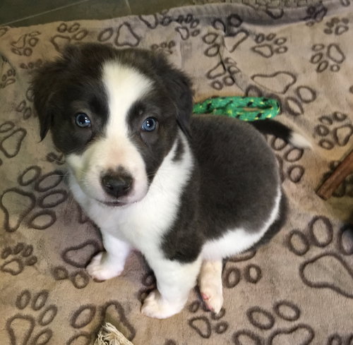 Louie