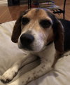 Oliver