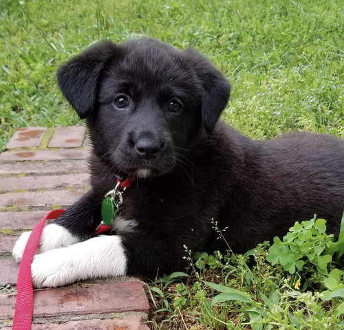Tillie